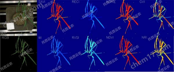 <strong>逆境模擬及植物生長監(jiān)測平臺</strong>-高光譜成像與指數(shù)分析結(jié)果.jpg
