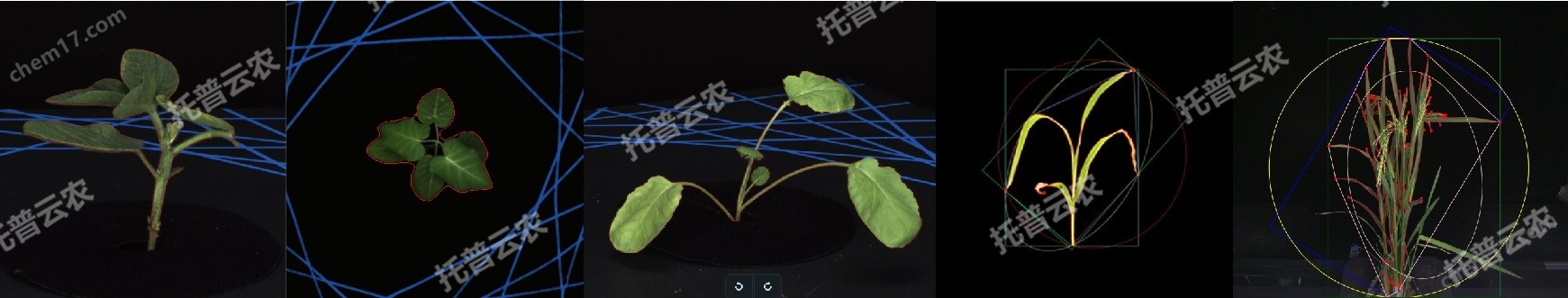 <strong>盆栽植物二維數字表型采集分析系統</strong>_副本.jpg 盆栽植物二維數字表型采集分析系統